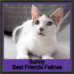 2019 - Sunny