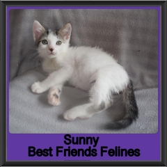 2019 - Sunny