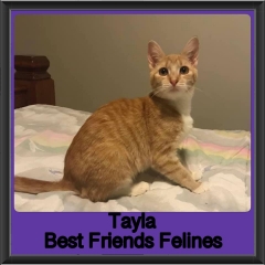 2019-Tayla1