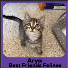 2020-Arya
