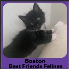 2020-Boston