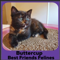 2020-Buttercup