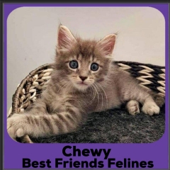 2020-Chewy