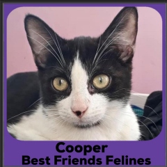 2020-Cooper