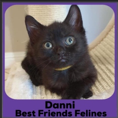 2020-Danni
