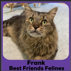 2020-Frank