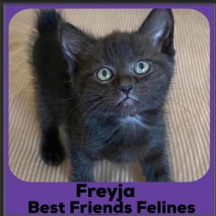 2020-Freyja