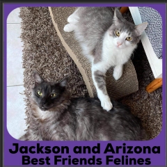2020-Jackson-and-Arizona2