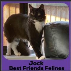 2020-Jock