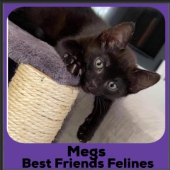 2020-Megs