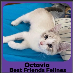 2020-Octavia