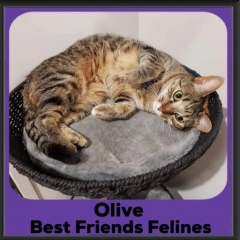 2020-Olive