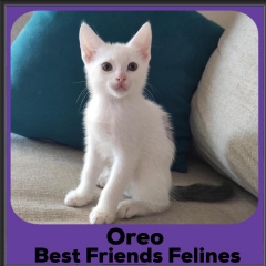 2020-Oreo1