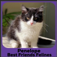 2020-Penelope2