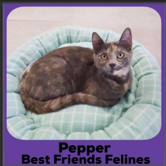 2020-Pepper