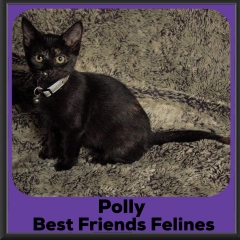 2020-Polly