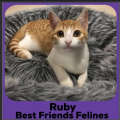 2020-Ruby