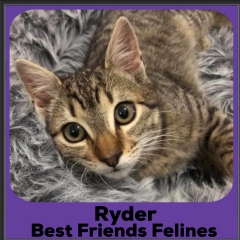 2020-Ryder