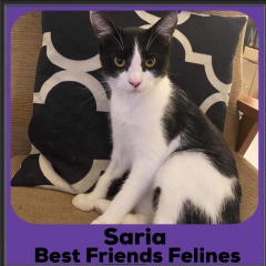2020-Saria