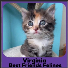 2020-Virginia