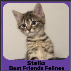 2020-stella-dsh