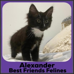 2021-Alexander