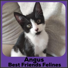 2021-Angus