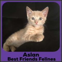 2021-Aslan