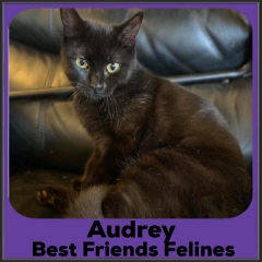 2021-Audrey