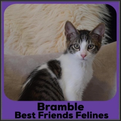 2021-Bramble