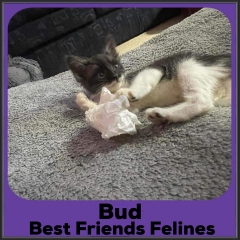 2021-Bud