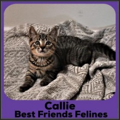 2021-Callie