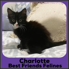 2021-Charlotte