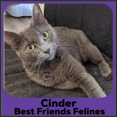 2021-Cinder