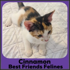 2021-Cinnamon