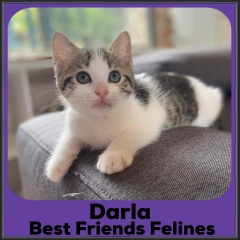 2021-Darla