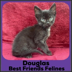 2021-Douglas