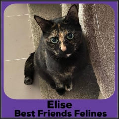 2021-Elise