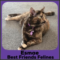 2021-Esmae