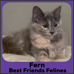 2021-Fern
