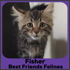 2021-Fisher