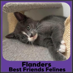 2021-Flanders