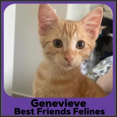 2021-Genevieve