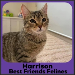 2021-Harrison