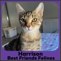 2021-Harrison2