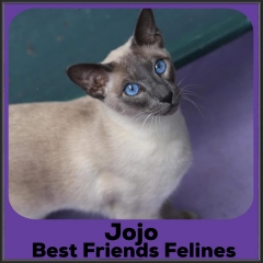 2021-Jojo