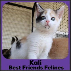 2021-Kali