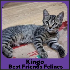 2021-Kingo