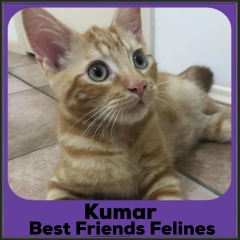 2021-Kumar