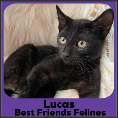 2021-Lucas